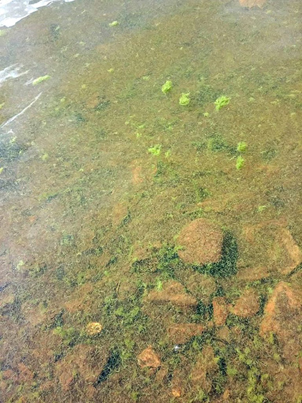 Harmful Algal Bloom example