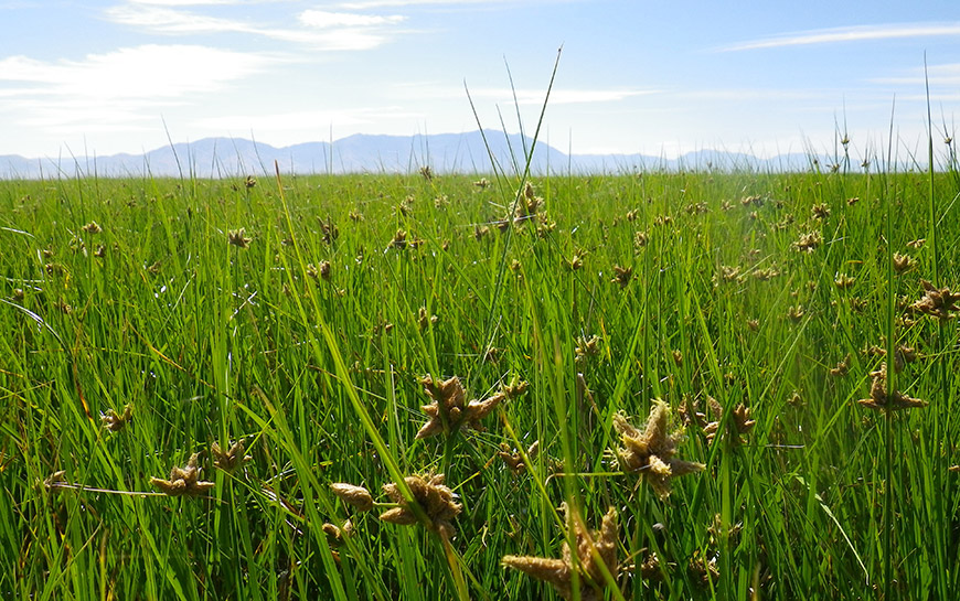  Alkali bulrush (Bolboschoenus maritimus) in a Great Salt Lake wetland