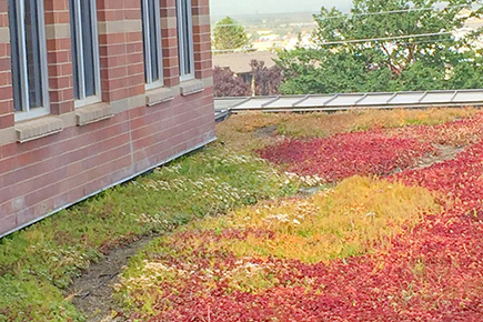 Green Roof Example