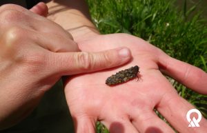 Caddisfly