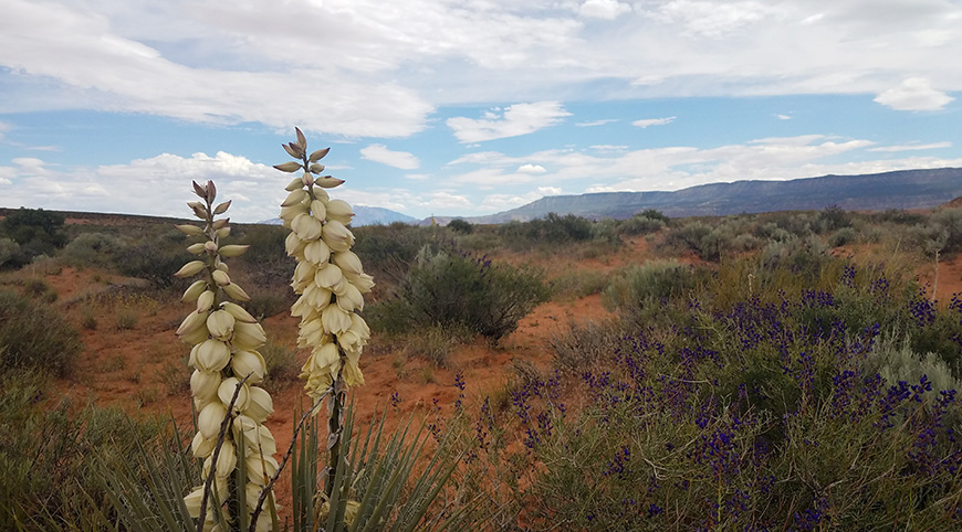 Scenic Picture of Coyote Gulch