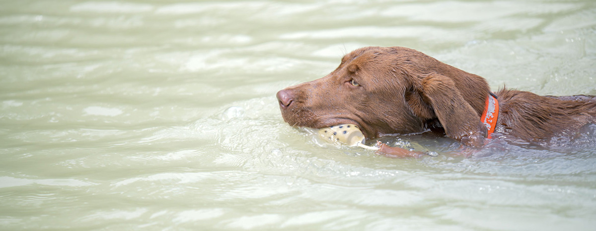 Most excellent dog swimming in murky water