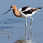 Image of bird at the Great Salt Lake