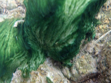 Harmful Algal Bloom Example: "Benthic Mats"