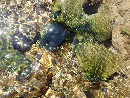 Harmful Algal Bloom Example: "Benthic Mats"