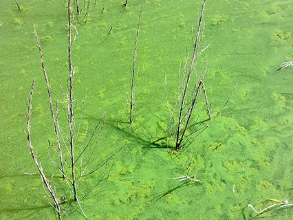 Harmful Algal Bloom Example: "Bright Green"