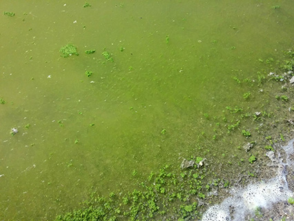 Harmful Algal Blooms Example: "Globules"