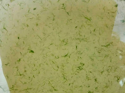 Harmful Algal Bloom Example: "Grass Clippings"