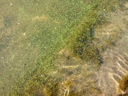 Harmful Algal Bloom Example: "Grass Clippings"