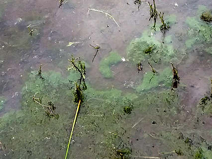 Harmful Algal Bloom Example: "Green Mats"
