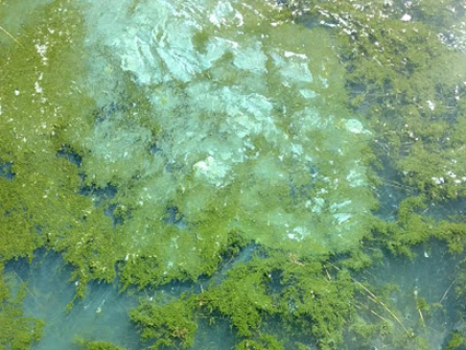 Harmful Algal Bloom Example: "Green Mats"