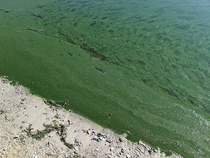 Harmful Algal Bloom Examples: "Green Scum"
