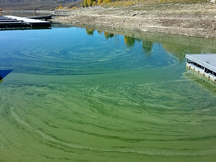 Harmful Algal Bloom Example: "Spilled Paint"