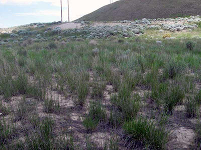 Landscape around Jacobs Smelter