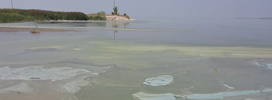 Utah Lake Harmful Algal Bloom