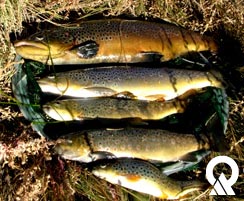 Mercury testing fish samples