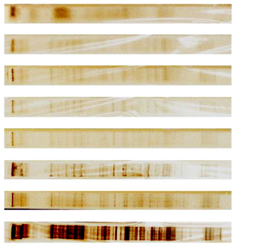 Image of the impaction substrates