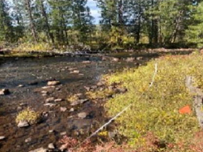 A shallow, rocky river flowing through a forested area. The riverbed is filled with visible stones and pebbles beneath the clear water. The near bank is covered in low-lying green and yellowish shrubs, with a thin white stick or branch laying diagonally across the vegetation. A small orange marker or object is visible in the grass near the bottom right. The opposite bank is lined with a dense row of tall evergreen trees under a partly cloudy sky.