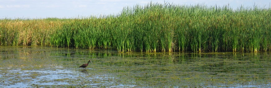 A white-faced ibis wades through a wetland