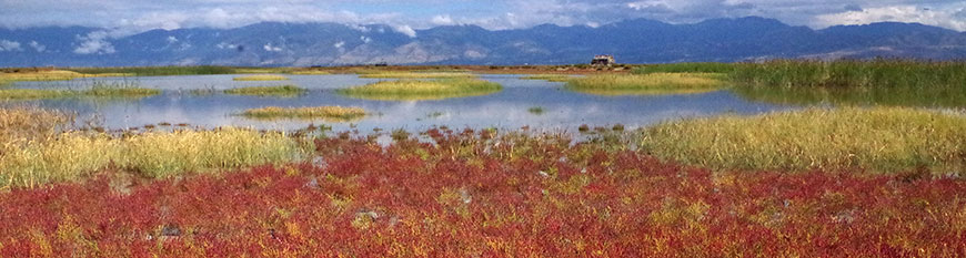 Pickleweed (Salicornia rubra) in a Great Salt Lake wetland