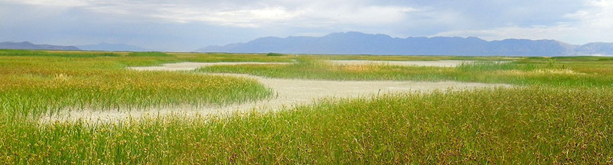 An emergent marsh near Great Salt Lake, Utah