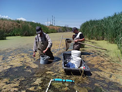 UDWQ staff sample benthic macroinvertebrates in a wetland
